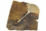 Fossil Ginkgo Leaf From North Dakota - Paleocene #189000-1
